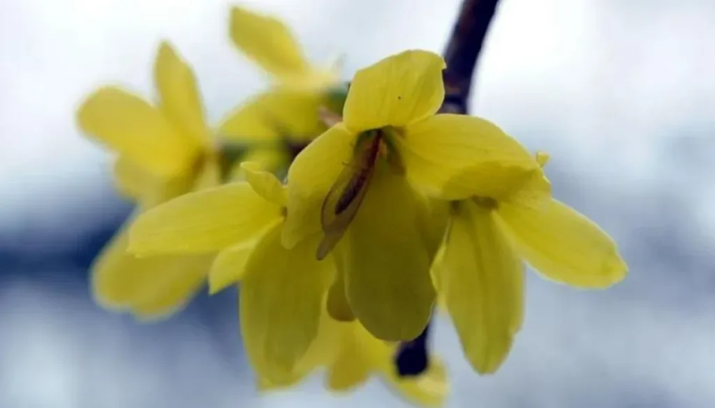 forsythia